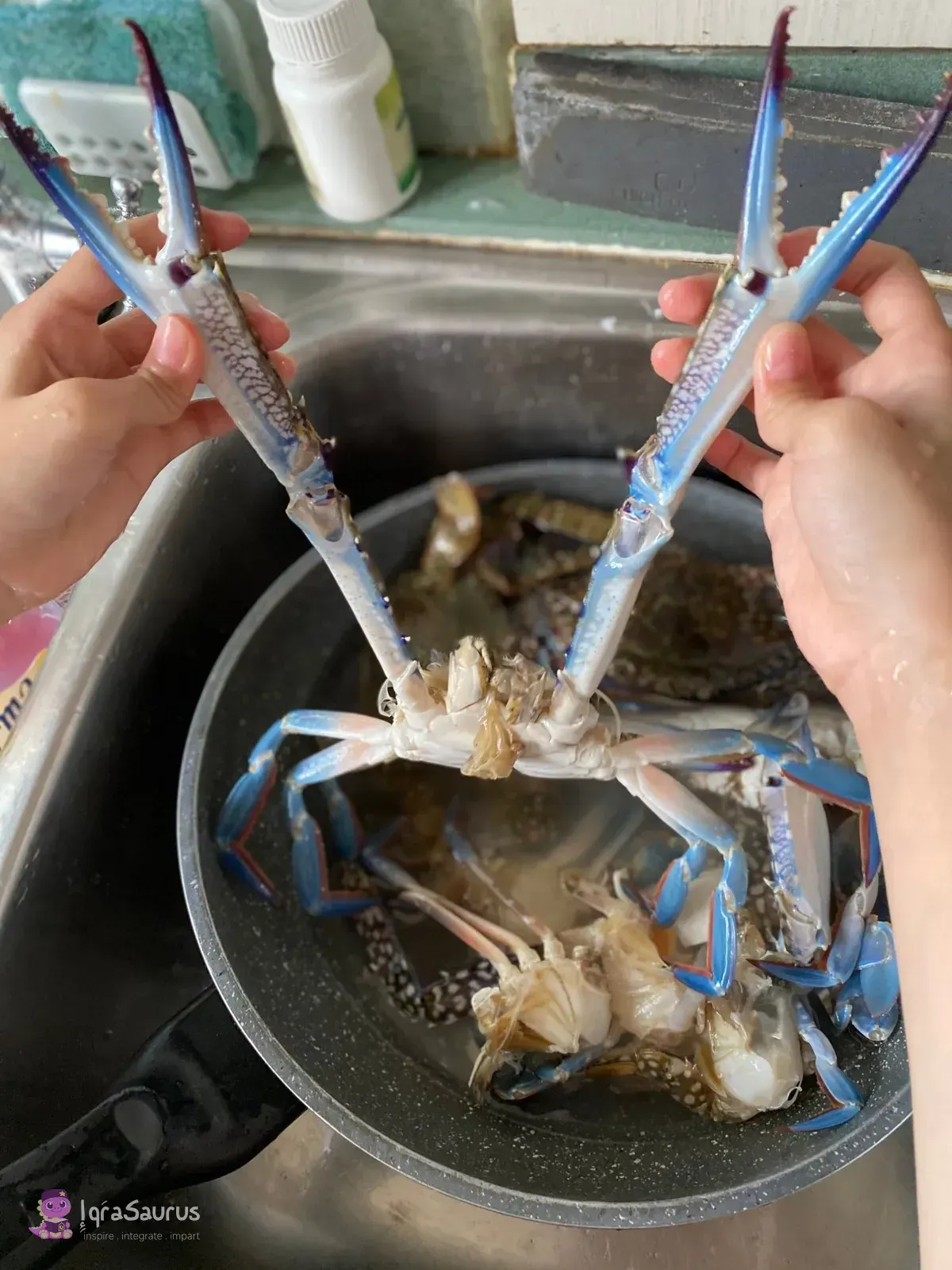 A child's hands holding up the claws of blue swimmer crabs over the kitchen sink
